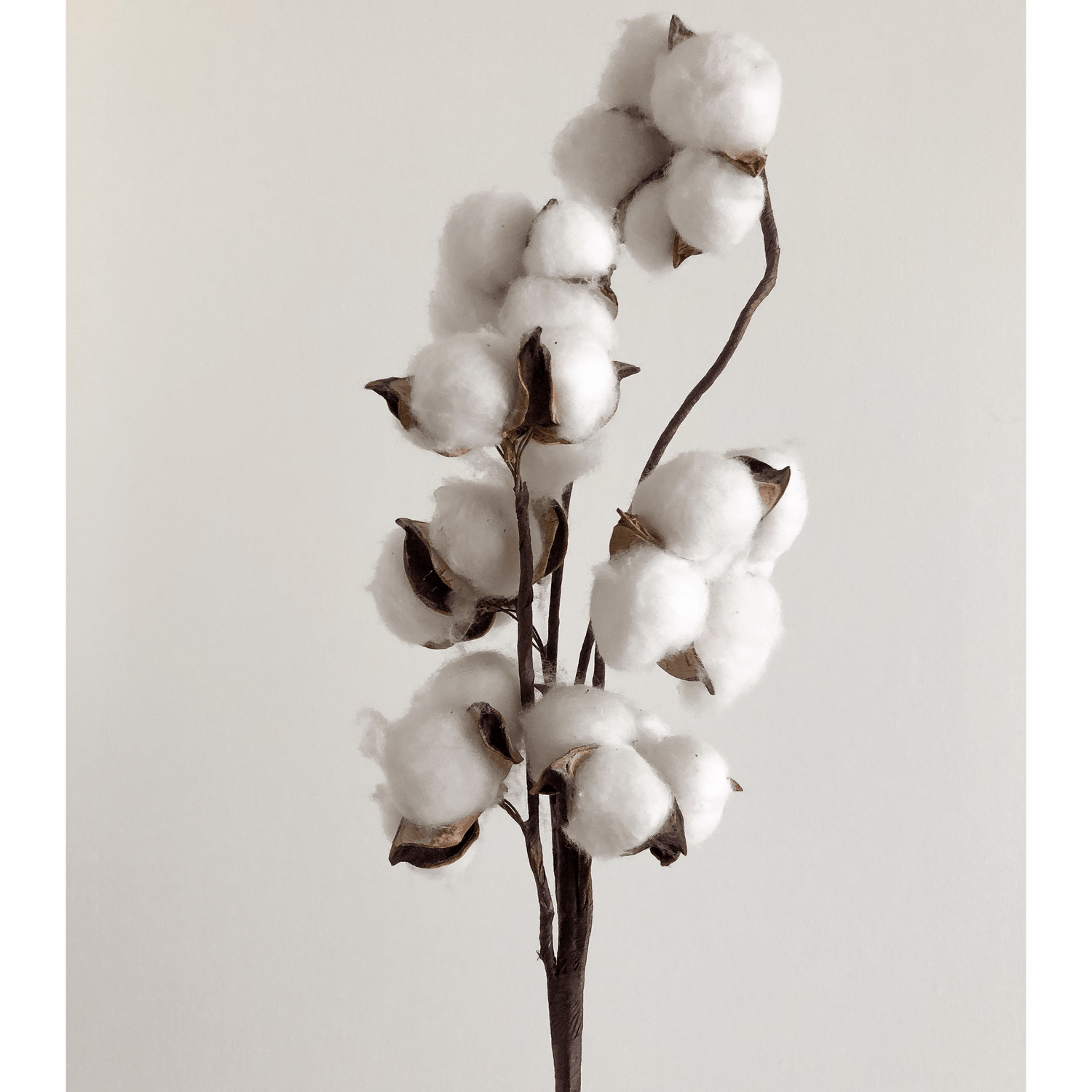 economic, economic cotton, plant, plant based, economic cotton clothing, 