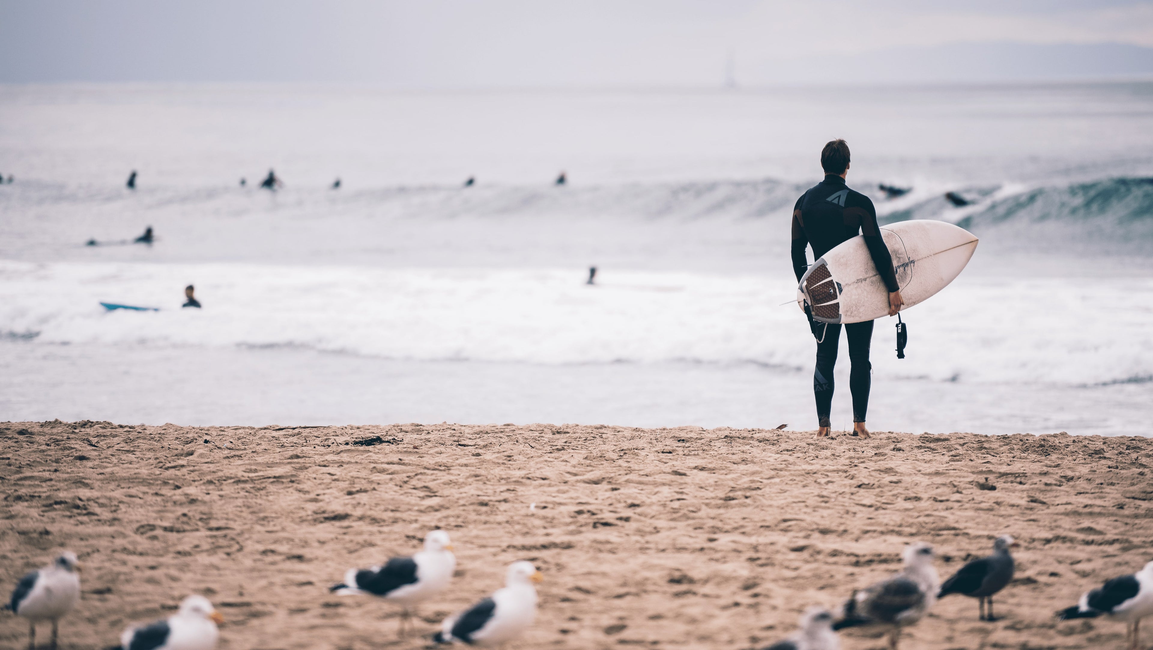 Surfer, Möwen, Surfer am Strand, Wellen, Line up, Möwen am Strand, Neopren, Surfboard, Meer, Ozean