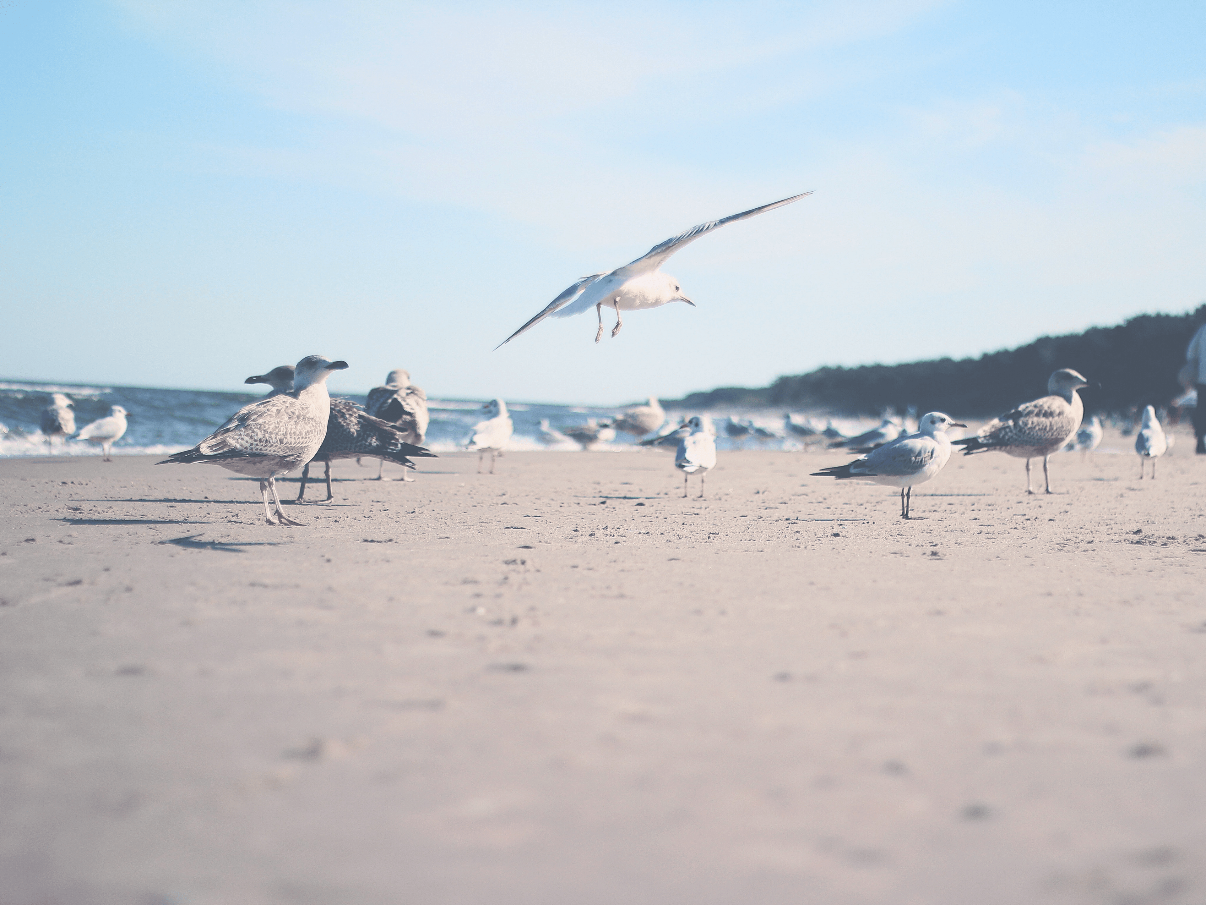 Möwen, Strand, Fliegen, Freiheit, Freunde, Kolonie, Möwenfamilie, Meer, Ozean